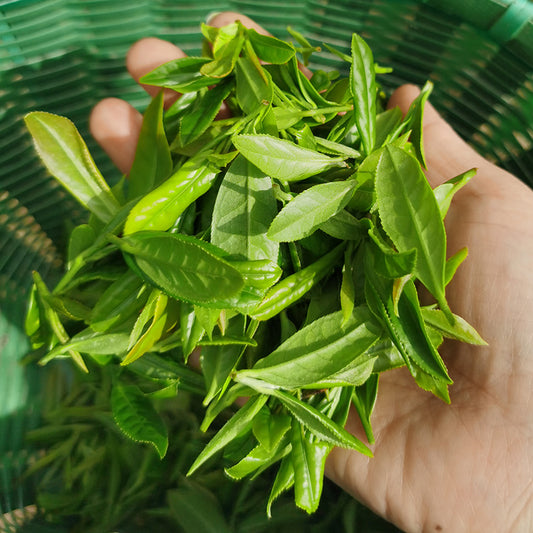 Organic Green Tea Handmade by My Parents